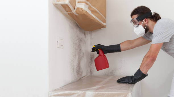 Professional Basement Mold Remediation technician working in Burlington, CO