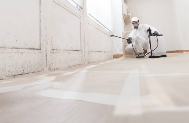 24/7 Emergency Basement Mold Remediation experts in Burlington, CO