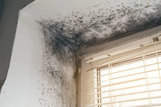 Affordable Basement Mold Remediation solutions in Burlington, CO