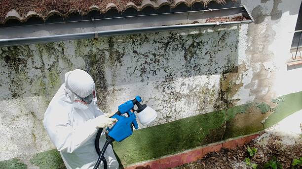 Top rated local Basement Mold Remediation specialists in Burlington, CO